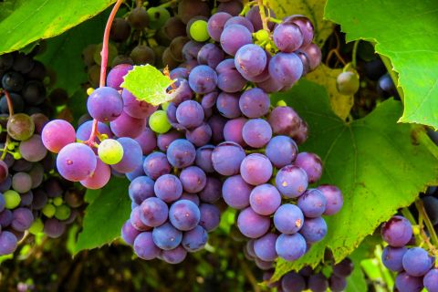 Bild: 2020-05/autumn-947501-1920.jpg