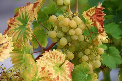 Bild: 2020-05/grape-3613298-1920.jpg